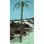 Palm Tree - Royal Model 1/35