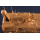 Dingo 2 Protected Recon. Vehicle (PRV) - I Love Kit 1/35